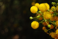 Acacia karoo