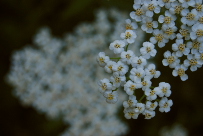 Achillea cf millefolium