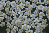 Achillea cf millefolium