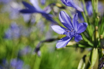 Agapanthus sp