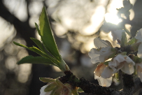 Prunus dulcis