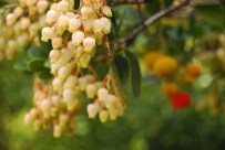 Arbutus unedo