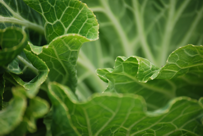 Brassica oleracea 'Asa de Cántaro'