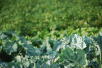 Brassica oleracea 'Asa de Cántaro', el retorno