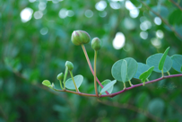 Capparis spinosa