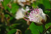 Capparis spinosa