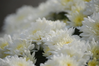 Chrysanthemum sp