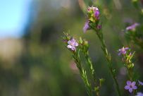 Coleonema pulchellum (confetti bush, S Africa)