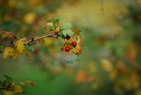 cf Crataegus