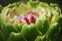 Cynara cardunculus