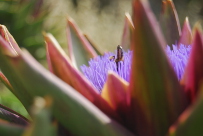 Cynara scolymus & abeja