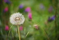 Asteraceae