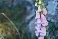 Digitalis minor