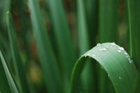 Raindrop on N. cf tazetta, II