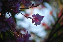 Nerium oleander Pink oleander