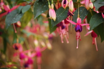 Fuchsia sp