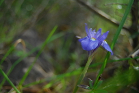 Iris sisyrinchium