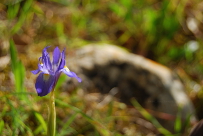Iris cf sisyrinchium