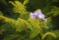 Jacaranda