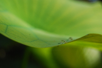 Water drop on lotus leaf Lotus effect Nelumbo nucifera superhydrophobicity