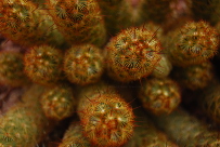 Mammillaria cf elongata Messican cactus