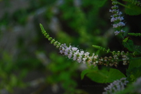 Mentha spicata mint spearmint flowers