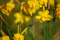 Narcissus cf jonquilla