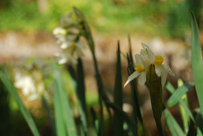 Narcissus cf tazetta1