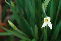 Narcissus cf tazetta2