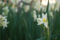Narcissus cf tazetta3