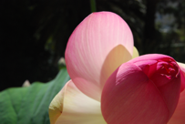 Nelumbo nucifera