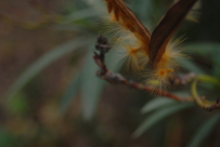 Nerium oleander