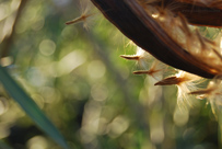 Nerium oleander seeds