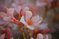 Nerium oleander