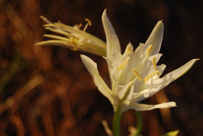 Pancratium maritimum