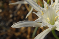 Pancratium maritimum