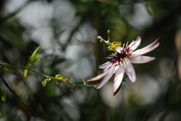 Passiflora sp