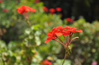 Pelargonium sp