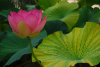 Pink lotus (Nelumbo nucifera) blooming