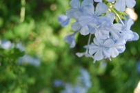 Plumbago auriculata