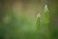 Grass flowers