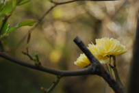 Rosa banksiae 'Lutea'