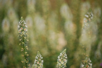 Reseda alba