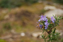 Rosmarinus officinalis