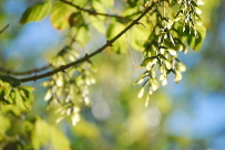 Maple seeds winged samarae