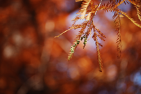 Taxodium distichum