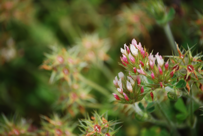 Trifolium stellatum