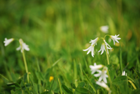 Allium triquetrum