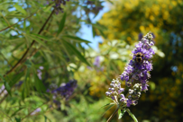 Vitex agnus-castus