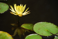 Yellow waterlily Nymphaea sp